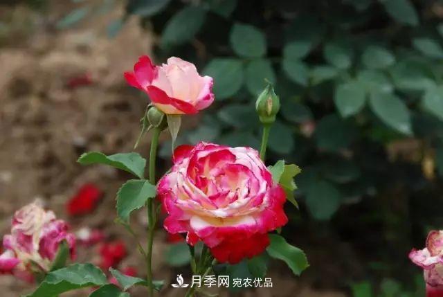 立秋后的月季怎么做好養護？(圖1)