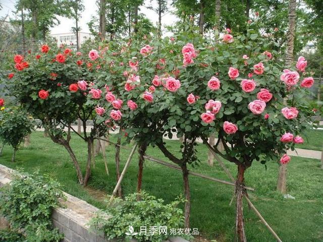 新品“月季樹(shù)”為北京市花添色彩，居然引種自南陽(yáng)內鄉(圖2)