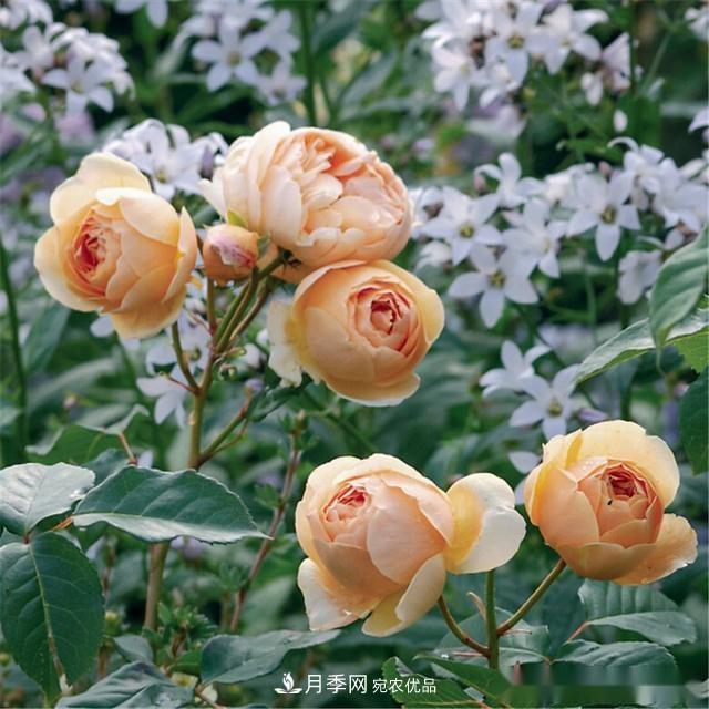 夏天月季為什么往往開(kāi)得不太好？原因都在這里(圖3)