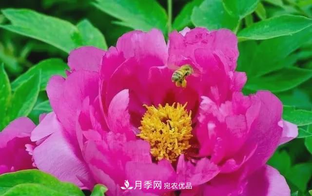 假花開(kāi)始橫行，擦亮眼睛，秋天這3種***容易造假(圖2)