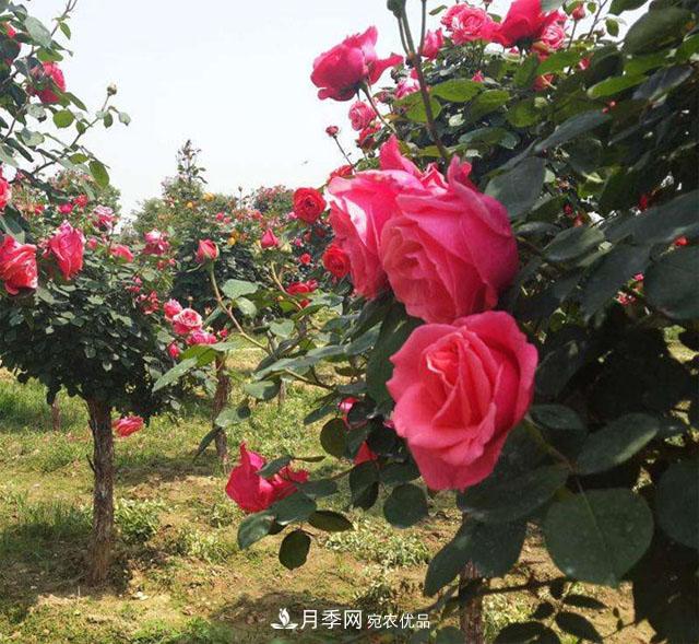 南陽(yáng)樹(shù)狀月季***新批發(fā)價(jià)格！風(fēng)靡高端市場(chǎng)的月季樹(shù)好在呢？(圖1)