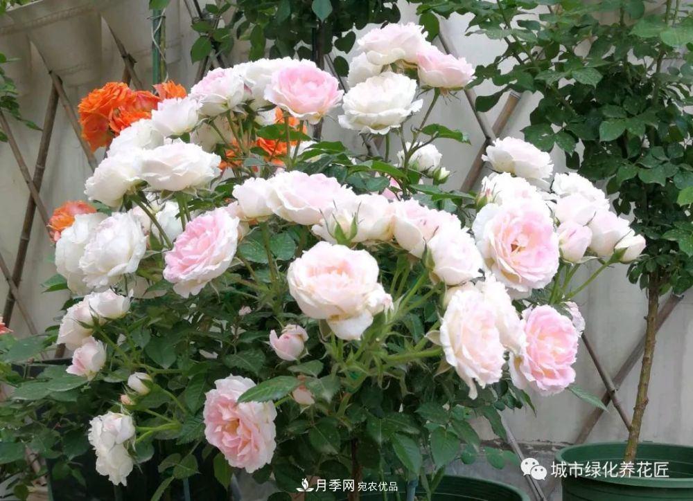 月季基礎知識：月季肥害，月季藥害，月季薊馬危害的基本特征(圖2)