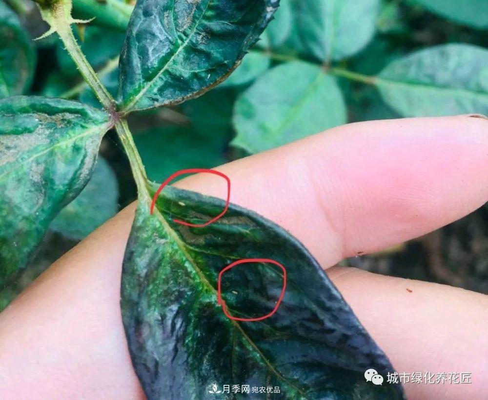 月季基礎知識：月季肥害，月季藥害，月季薊馬危害的基本特征(圖5)