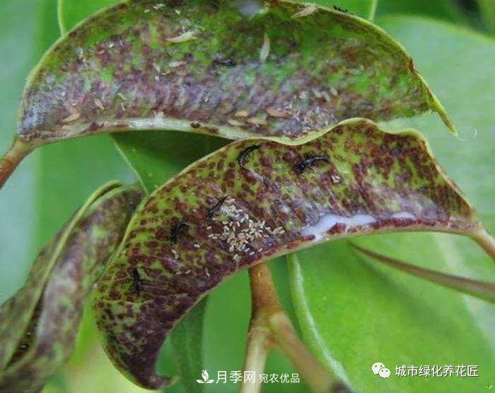 月季基礎知識：月季肥害，月季藥害，月季薊馬危害的基本特征(圖6)