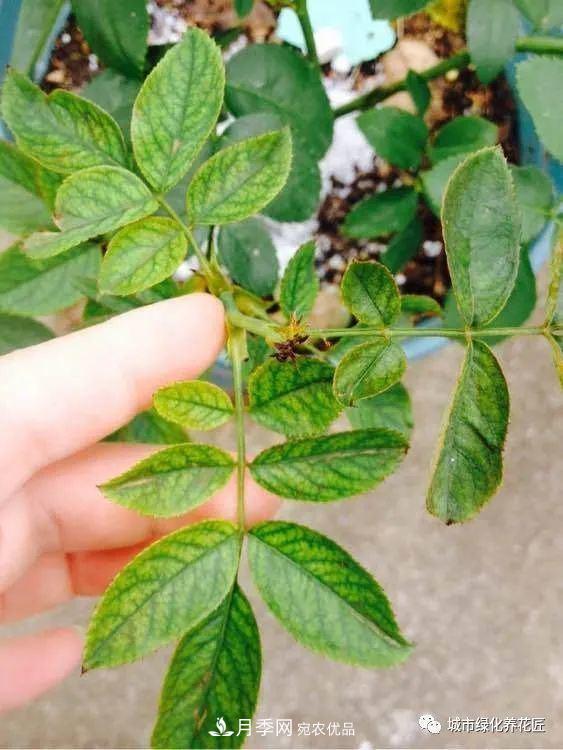 月季基礎知識：月季肥害，月季藥害，月季薊馬危害的基本特征(圖8)