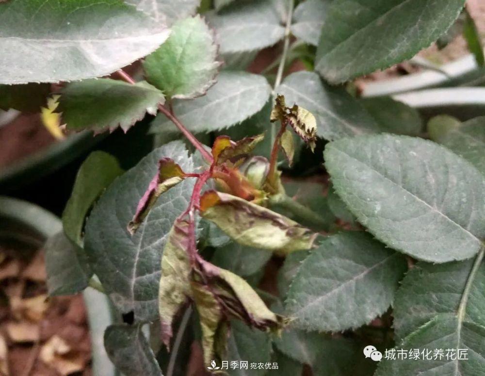 月季基礎知識：月季肥害，月季藥害，月季薊馬危害的基本特征(圖9)