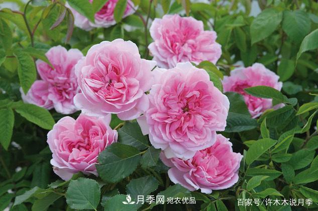 光照只有2~3小時(shí)能養月季嗎？這些訣竅教你在半陰處也能養好月季(圖1)