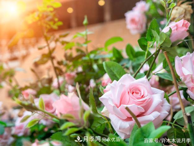 光照只有2~3小時(shí)能養月季嗎？這些訣竅教你在半陰處也能養好月季(圖2)