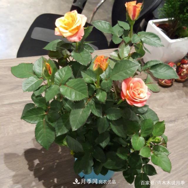 光照只有2~3小時(shí)能養月季嗎？這些訣竅教你在半陰處也能養好月季(圖4)