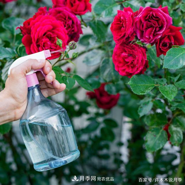 光照只有2~3小時(shí)能養月季嗎？這些訣竅教你在半陰處也能養好月季(圖5)