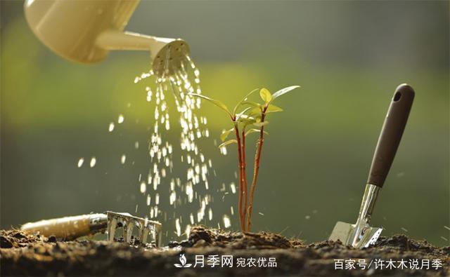 光照只有2~3小時(shí)能養月季嗎？這些訣竅教你在半陰處也能養好月季(圖7)