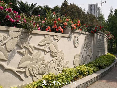 40萬(wàn)株月季繁花似錦，鄭州月季公園邀你來(lái)(圖7)