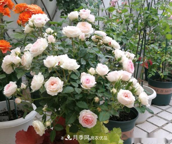 10個(gè)養月季行話(huà)，讀懂才能養好月季(圖1)