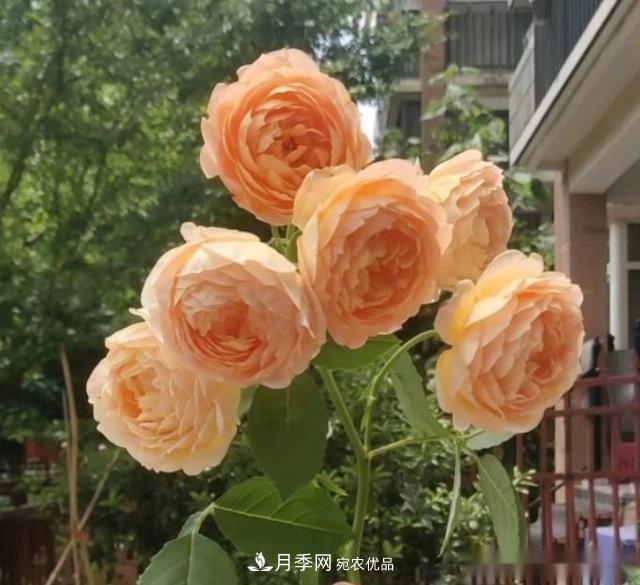 10個(gè)養月季行話(huà)，讀懂才能養好月季(圖8)