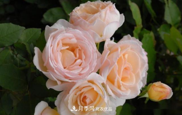 10個(gè)養月季行話(huà)，讀懂才能養好月季(圖10)