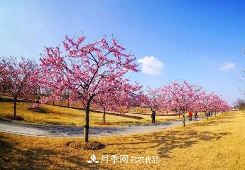 園林綠化常用觀(guān)花喬木，花開(kāi)五彩、絢麗奪目，每種都很有特色(圖1)