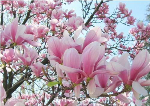 園林綠化常用觀(guān)花喬木，花開(kāi)五彩、絢麗奪目，每種都很有特色(圖4)