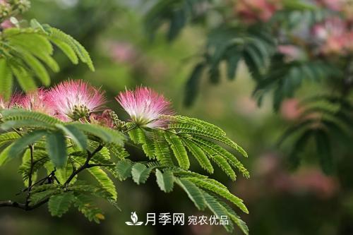 園林綠化常用觀(guān)花喬木，花開(kāi)五彩、絢麗奪目，每種都很有特色(圖3)