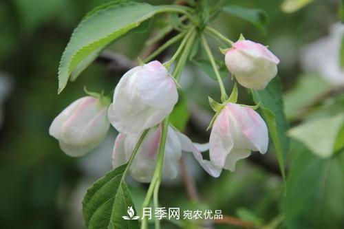 園林綠化常用觀(guān)花喬木，花開(kāi)五彩、絢麗奪目，每種都很有特色(圖2)