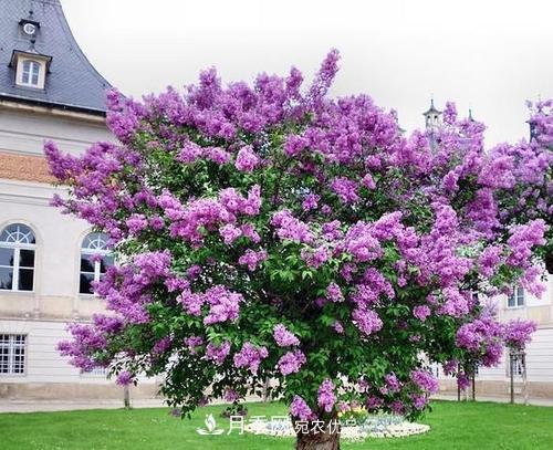 園林綠化常用觀(guān)花喬木，花開(kāi)五彩、絢麗奪目，每種都很有特色(圖5)