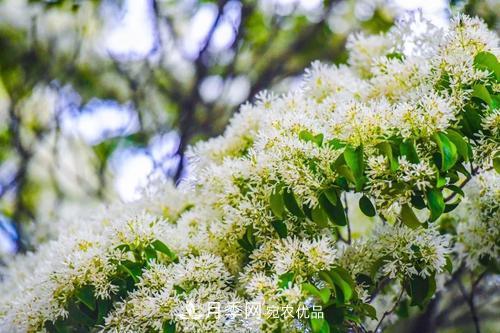 園林綠化常用觀(guān)花喬木，花開(kāi)五彩、絢麗奪目，每種都很有特色(圖9)
