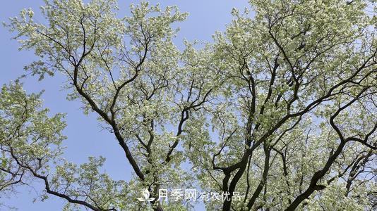 園林綠化常用觀(guān)花喬木，花開(kāi)五彩、絢麗奪目，每種都很有特色(圖7)
