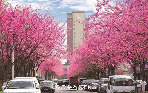 園林綠化常用觀(guān)花喬木，花開(kāi)五彩、絢麗奪目，每種都很有特色(圖8)