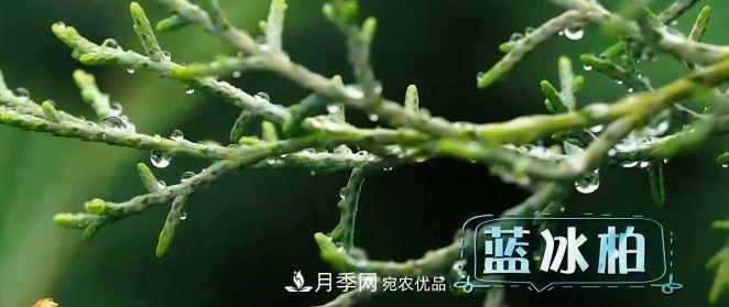 河南商丘男子種苗木，半年營(yíng)業(yè)額達3000萬(wàn)(圖5)