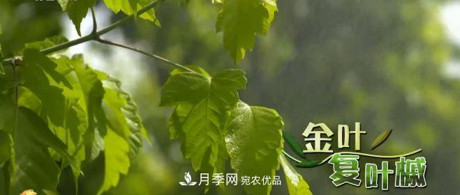 河南商丘男子種苗木，半年營(yíng)業(yè)額達3000萬(wàn)(圖6)