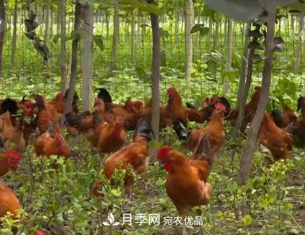 河南商丘男子種苗木，半年營(yíng)業(yè)額達3000萬(wàn)(圖11)