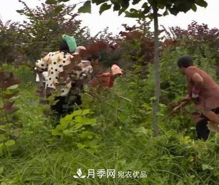 河南商丘男子種苗木，半年營(yíng)業(yè)額達3000萬(wàn)(圖9)