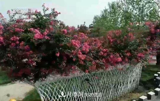 河南商丘男子種苗木，半年營(yíng)業(yè)額達3000萬(wàn)(圖12)