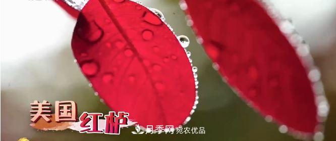 河南商丘男子種苗木，半年營(yíng)業(yè)額達3000萬(wàn)(圖7)