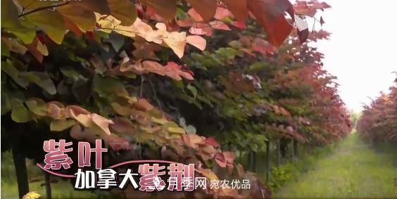 河南商丘男子種苗木，半年營(yíng)業(yè)額達3000萬(wàn)(圖8)