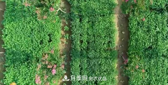 河南商丘男子種苗木，半年營(yíng)業(yè)額達3000萬(wàn)(圖10)