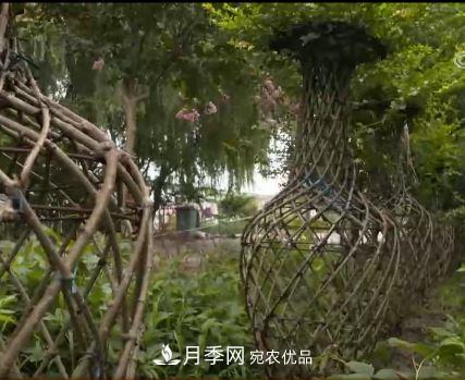 河南商丘男子種苗木，半年營(yíng)業(yè)額達3000萬(wàn)(圖13)