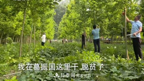河南商丘男子種苗木，半年營(yíng)業(yè)額達3000萬(wàn)(圖15)