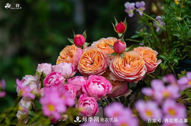 中國99%的月季都是盜版，到底我們該不該買(mǎi)正版月季(圖1)