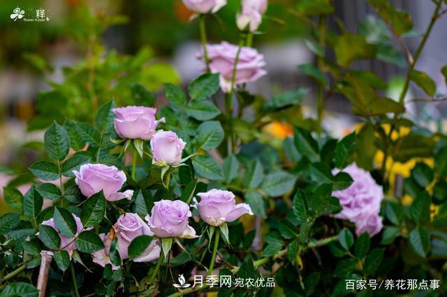 中國99%的月季都是盜版，到底我們該不該買(mǎi)正版月季(圖2)