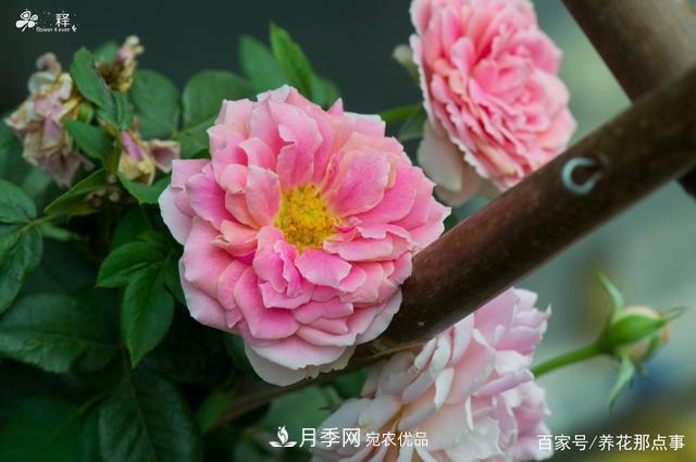 中國99%的月季都是盜版，到底我們該不該買(mǎi)正版月季(圖3)