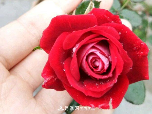藤本月季栽植養護技術(shù)大全(圖1)