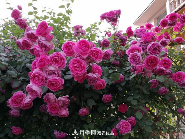 藤本月季栽植養護技術(shù)大全(圖3)