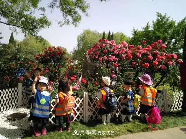 樹(shù)狀月季在園林景觀(guān)中的廣泛應用(圖3)