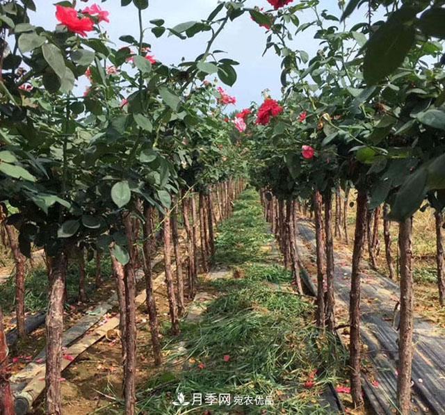 安徽樹(shù)狀月季的價(jià)格？樹(shù)狀月季各規格多少錢(qián)一棵？(圖1)