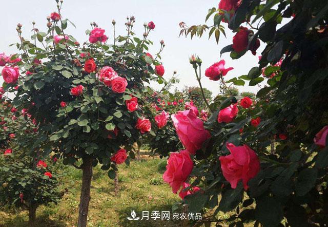 安徽樹(shù)狀月季的價(jià)格？樹(shù)狀月季各規格多少錢(qián)一棵？(圖2)