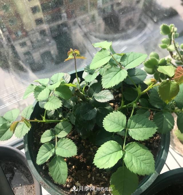 養月季就養一盆它，優(yōu)秀又勤花，好養不打藥，天天能看花(圖3)