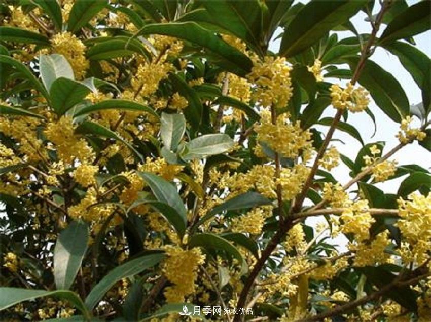 桂花香氣濃郁，但繁殖難？掌握四種方法，明年桂花開(kāi)滿(mǎn)園(圖1)