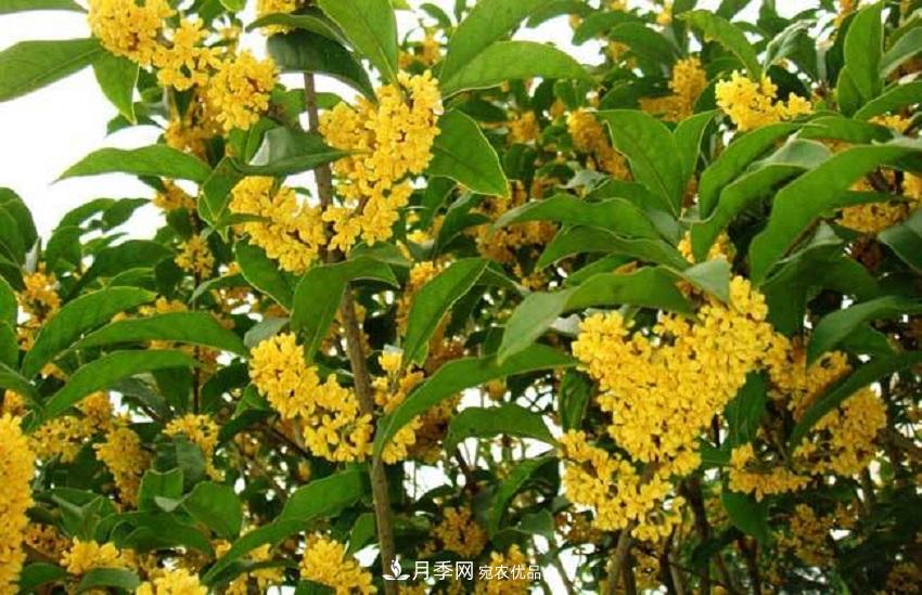 桂花香氣濃郁，但繁殖難？掌握四種方法，明年桂花開(kāi)滿(mǎn)園(圖3)