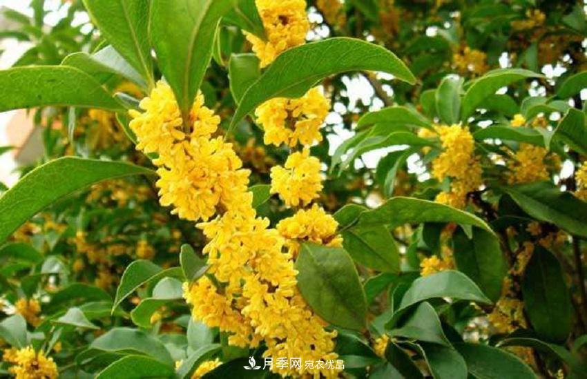 桂花香氣濃郁，但繁殖難？掌握四種方法，明年桂花開(kāi)滿(mǎn)園(圖6)