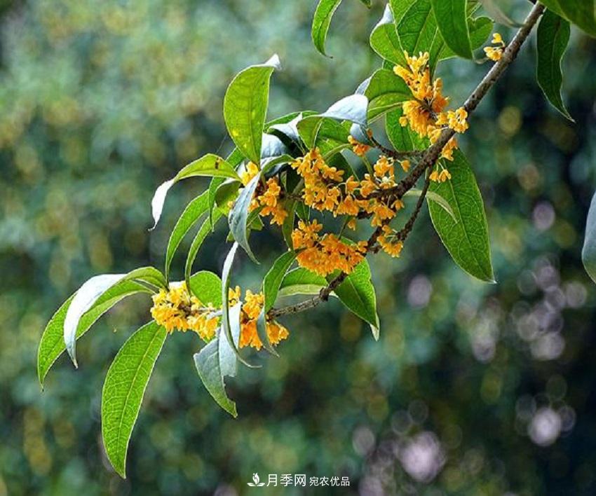 桂花香氣濃郁，但繁殖難？掌握四種方法，明年桂花開(kāi)滿(mǎn)園(圖5)